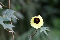 Hibiscus surattensis